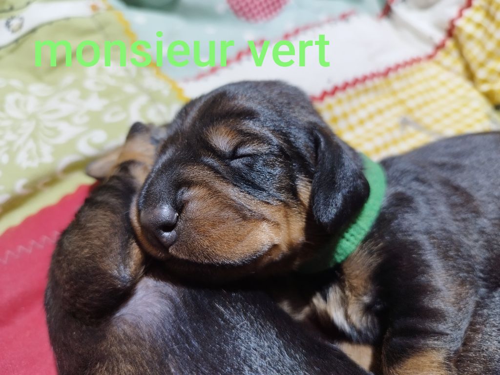 Des Croquignolets - Chiot disponible  - Teckel poil dur