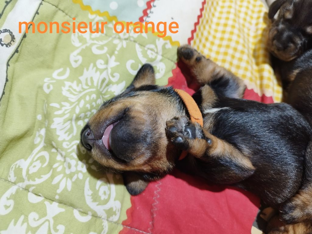 Des Croquignolets - Chiot disponible  - Teckel poil dur