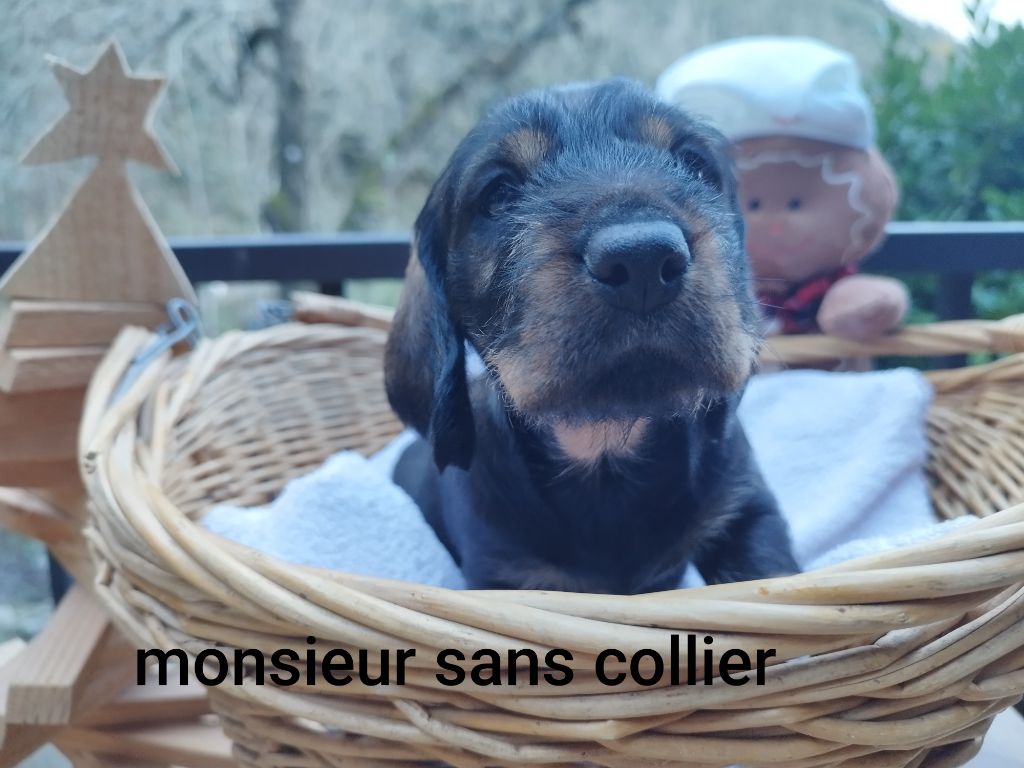 Des Croquignolets - Chiot disponible  - Teckel poil dur