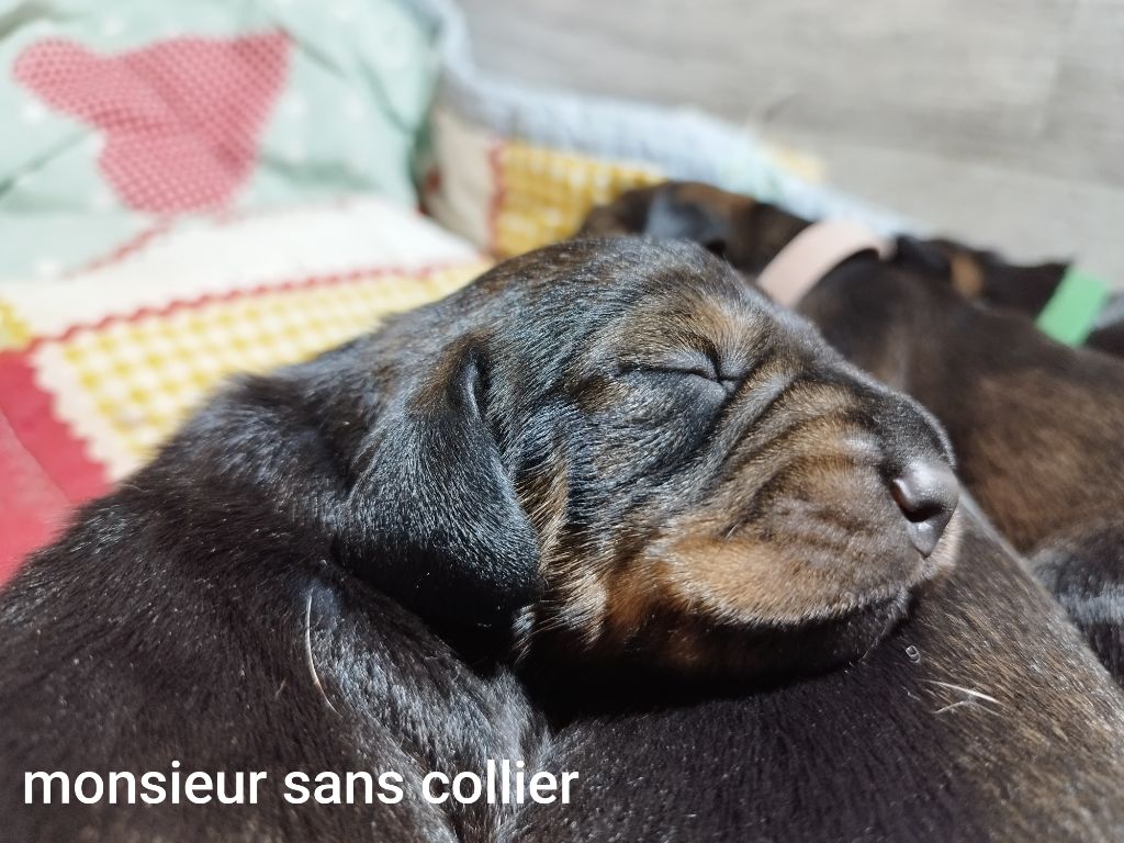 Des Croquignolets - Chiot disponible  - Teckel poil dur