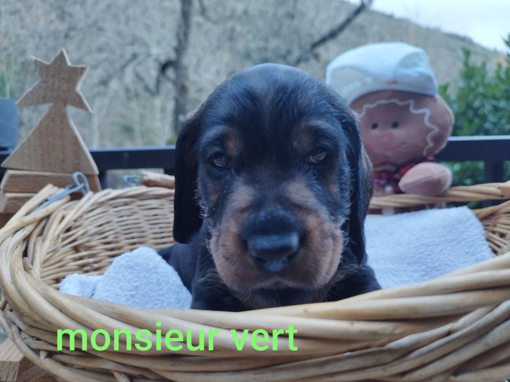 Des Croquignolets - Chiot disponible  - Teckel poil dur