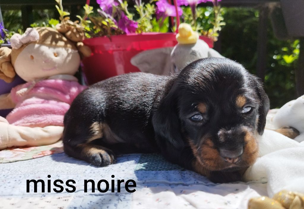 Des Croquignolets - Chiots disponibles - Teckel poil dur