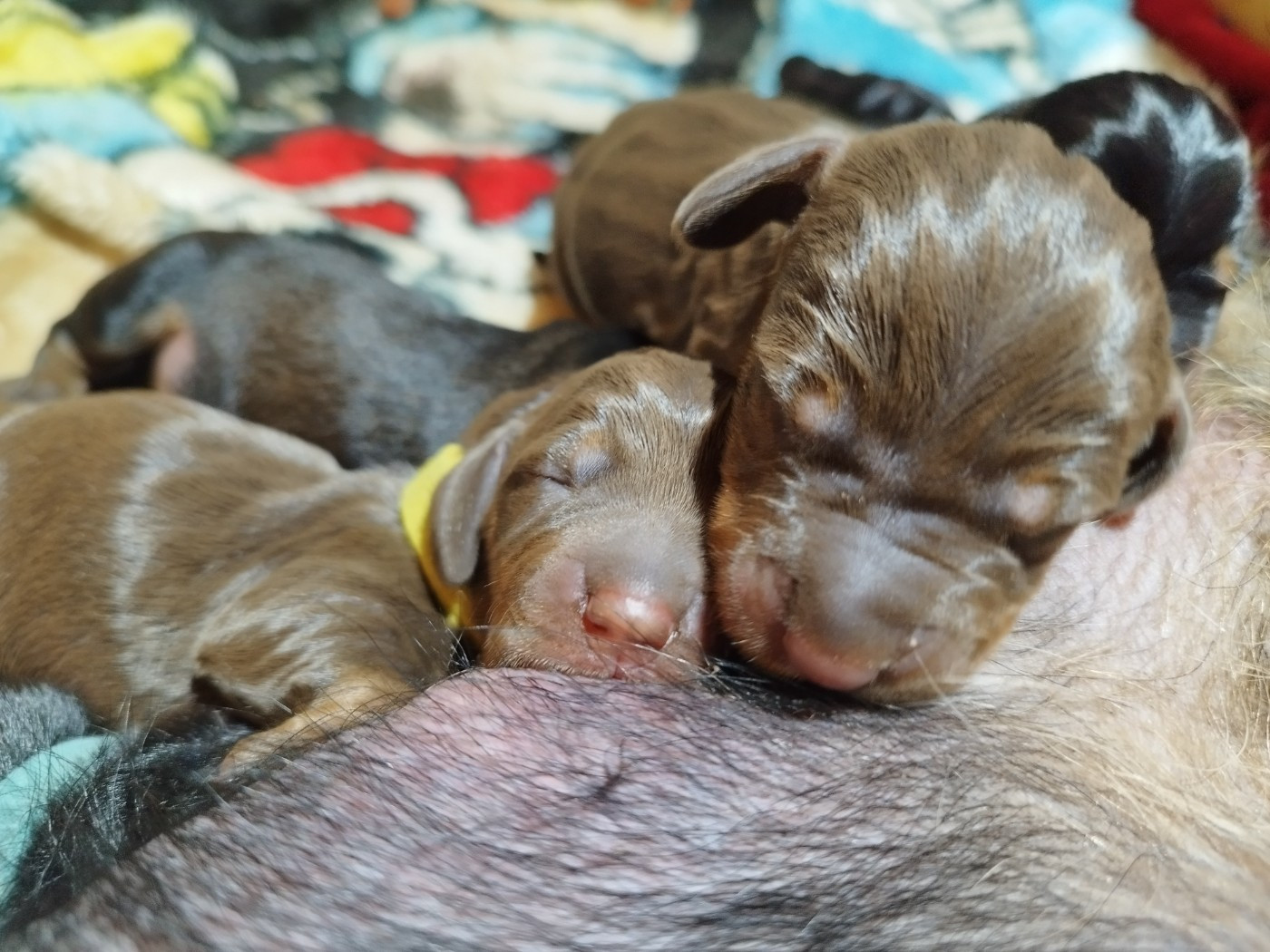 Des Croquignolets - Chiots disponibles - Teckel poil dur