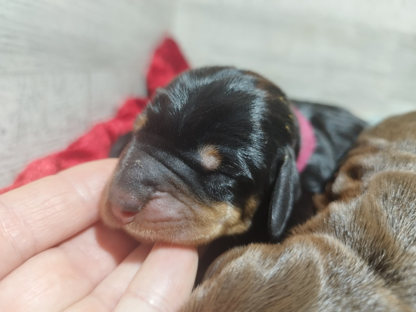 Des Croquignolets - Chiots disponibles - Teckel poil dur