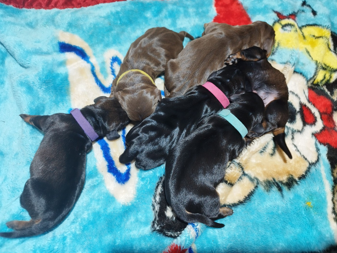 Chiot Teckel poil dur Des Croquignolets