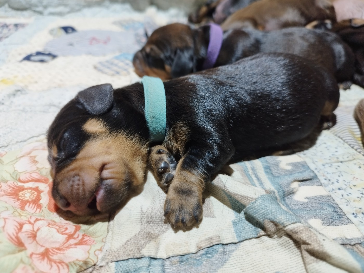 Des Croquignolets - Chiots disponibles - Teckel poil dur
