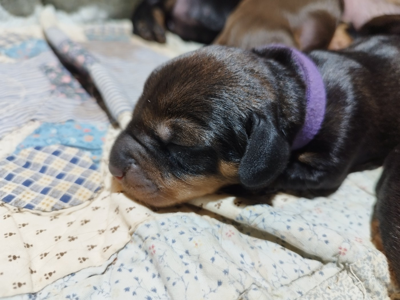 Des Croquignolets - Chiots disponibles - Teckel poil dur