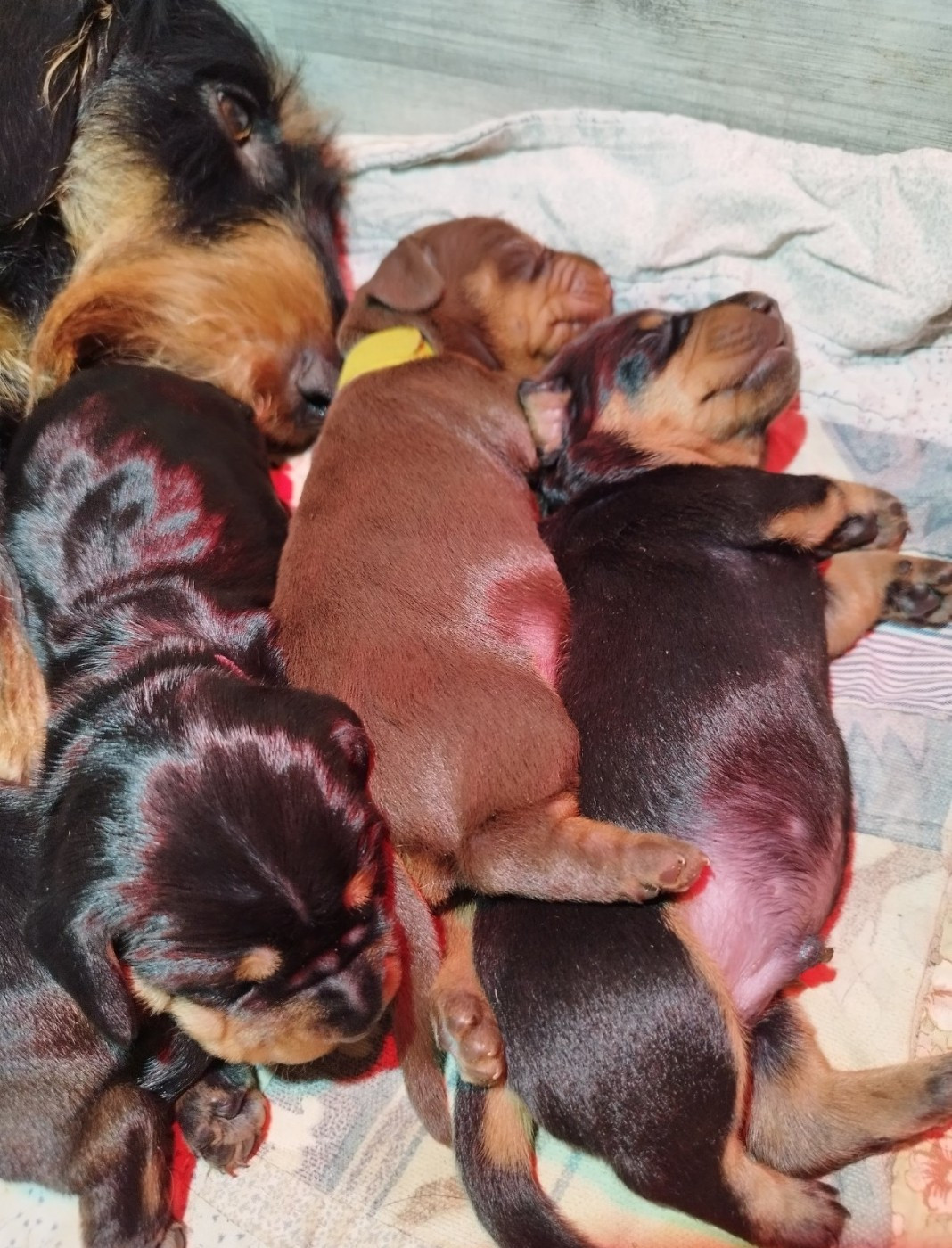Des Croquignolets - Chiots disponibles - Teckel poil dur