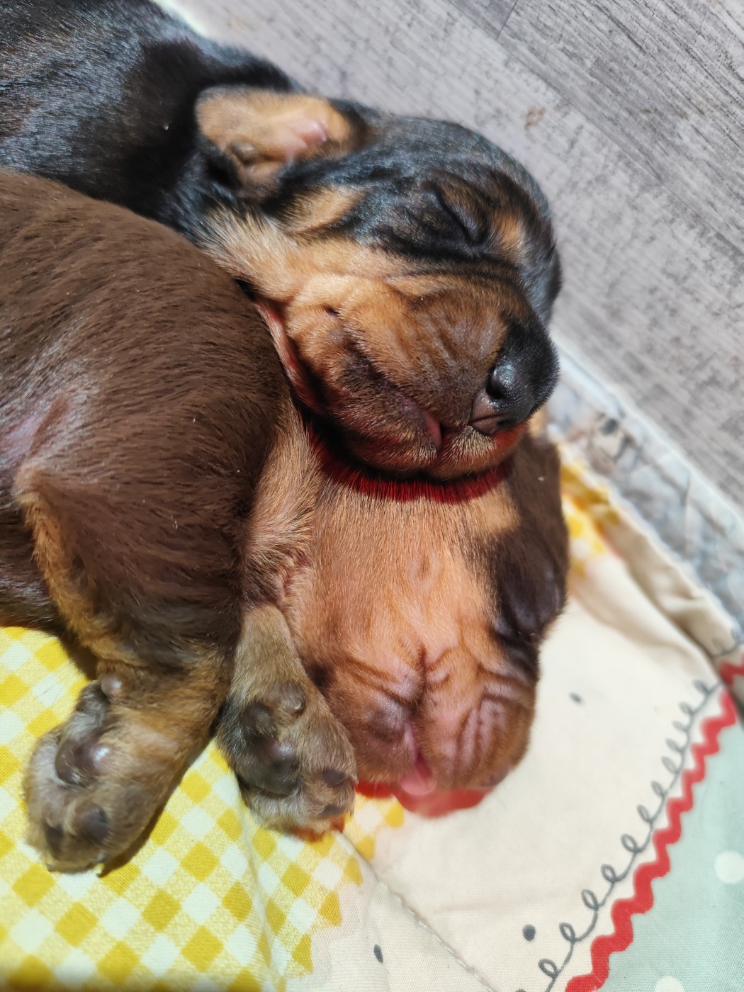 Des Croquignolets - Chiots disponibles - Teckel poil dur