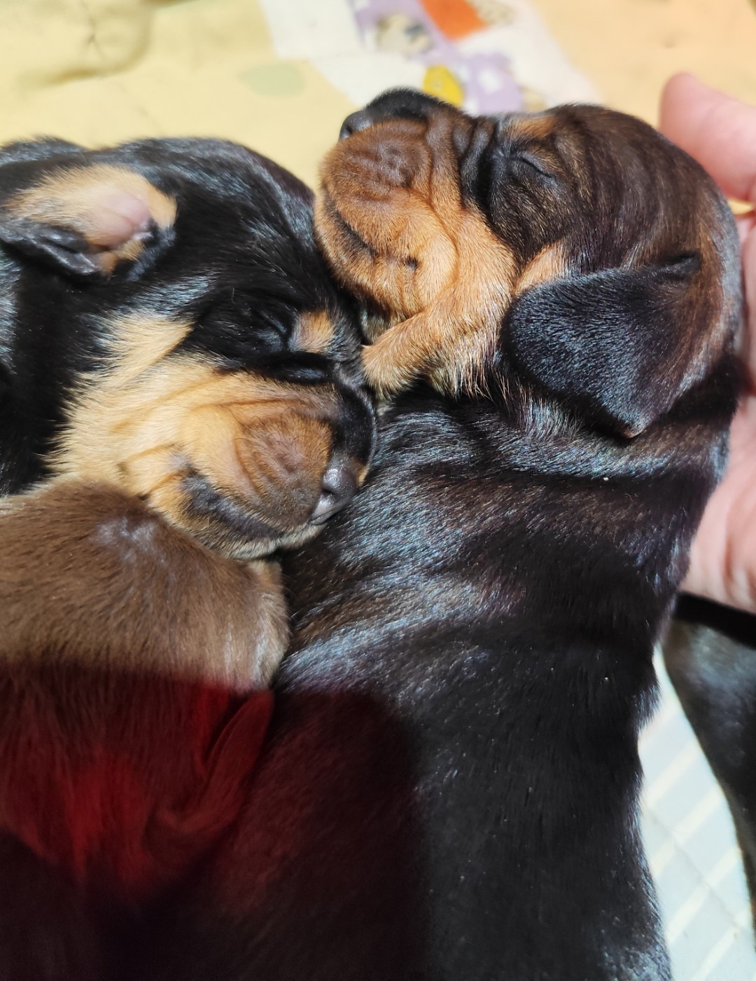 Des Croquignolets - Chiots disponibles - Teckel poil dur