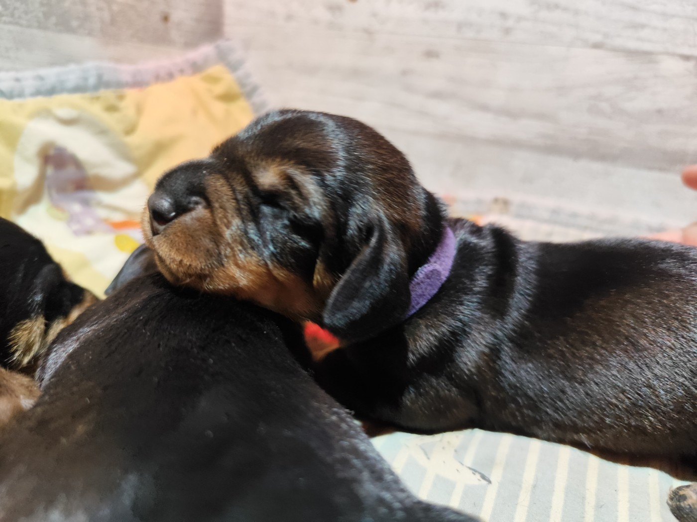 Des Croquignolets - Chiots disponibles - Teckel poil dur