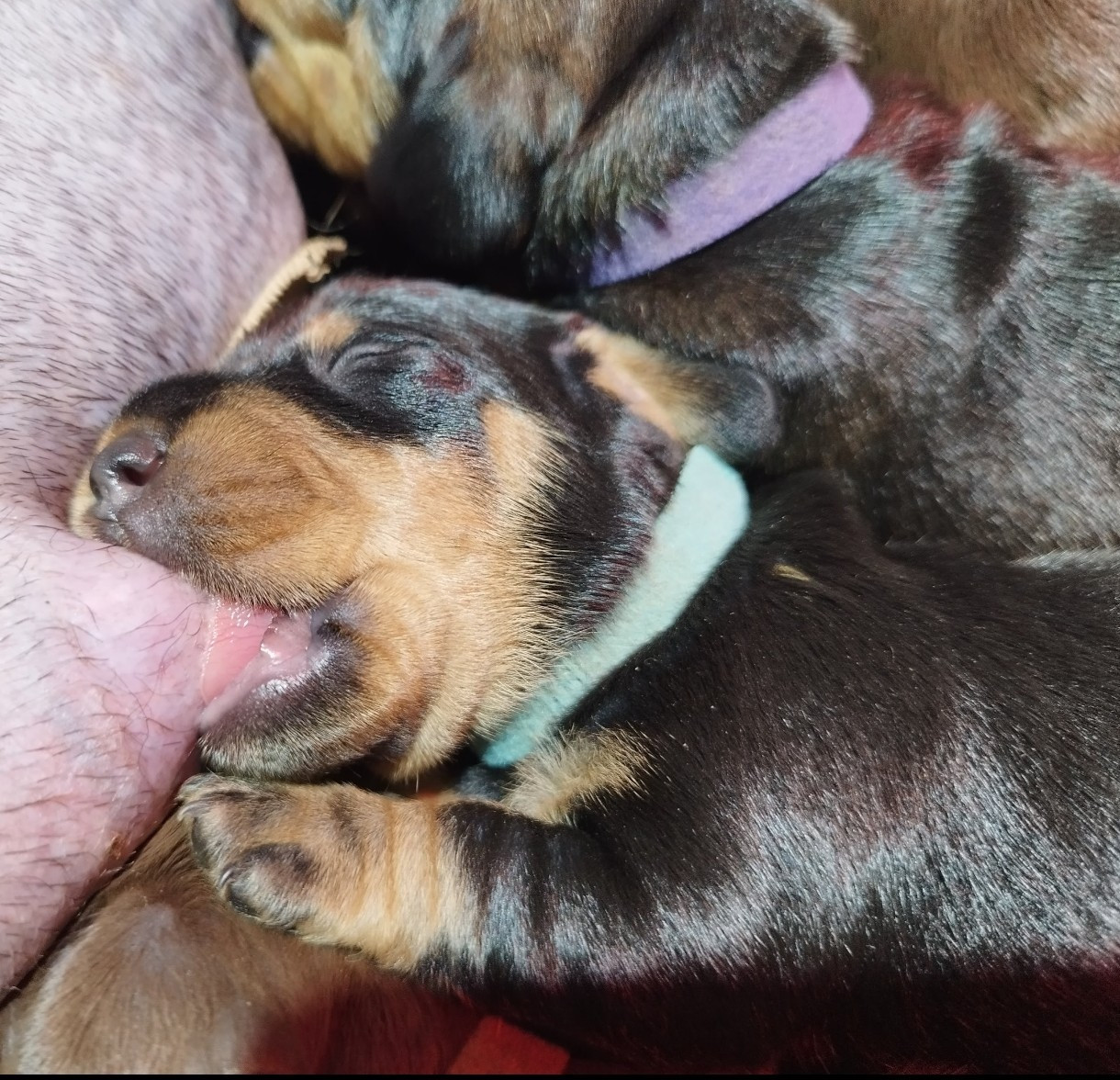 Des Croquignolets - Chiots disponibles - Teckel poil dur