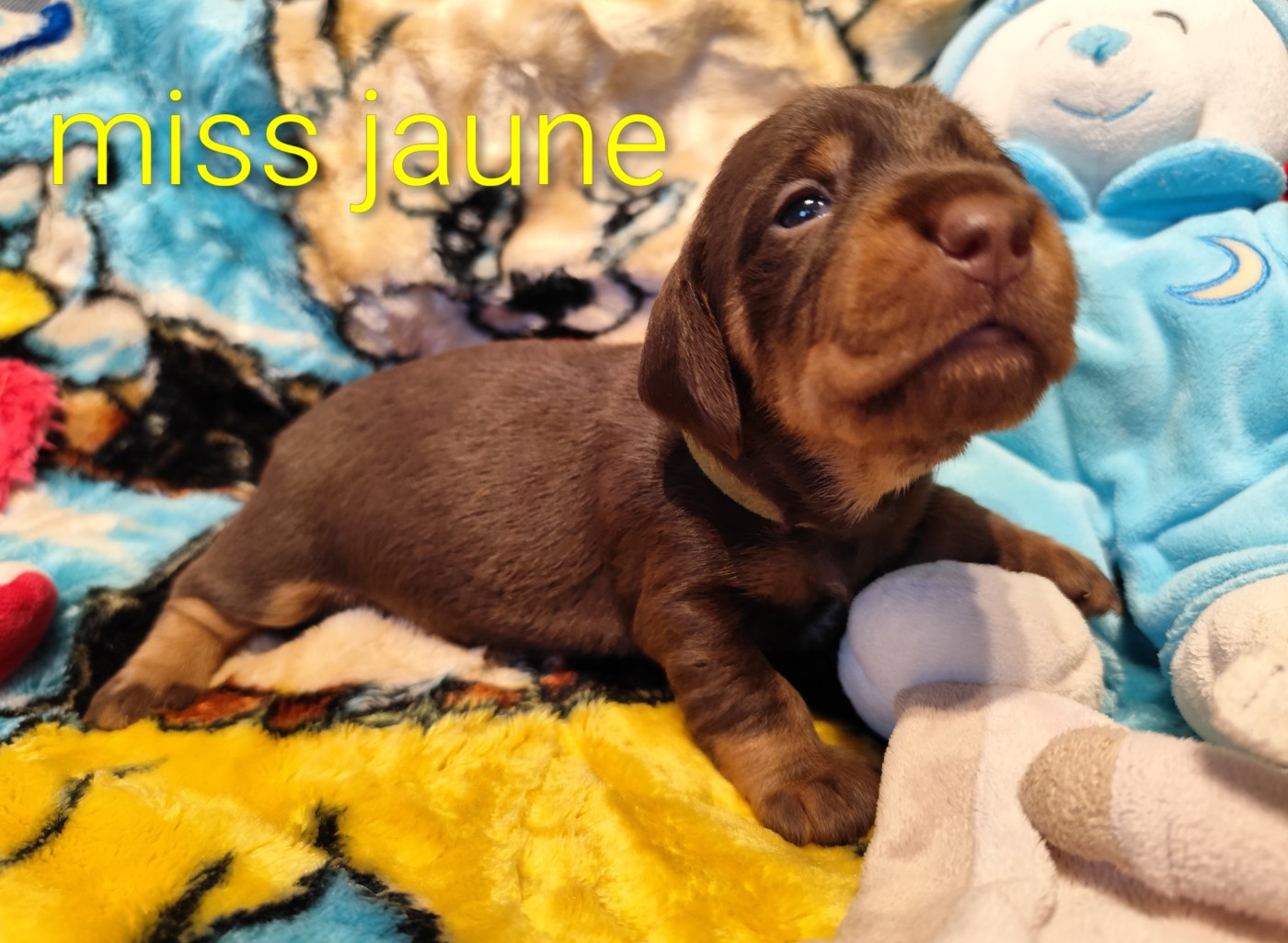 Des Croquignolets - Chiots disponibles - Teckel poil dur