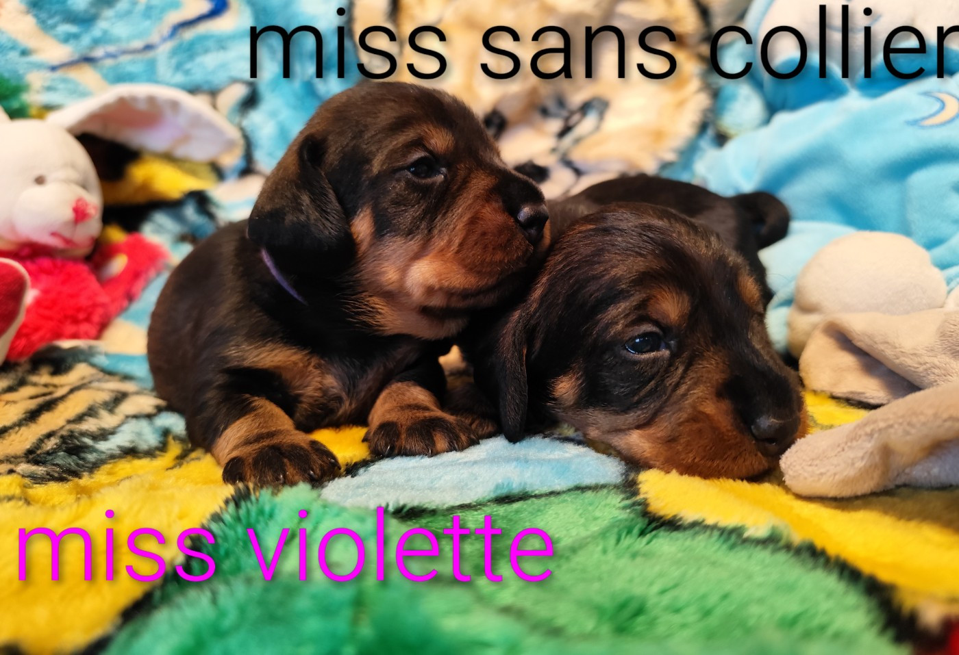 Des Croquignolets - Chiots disponibles - Teckel poil dur