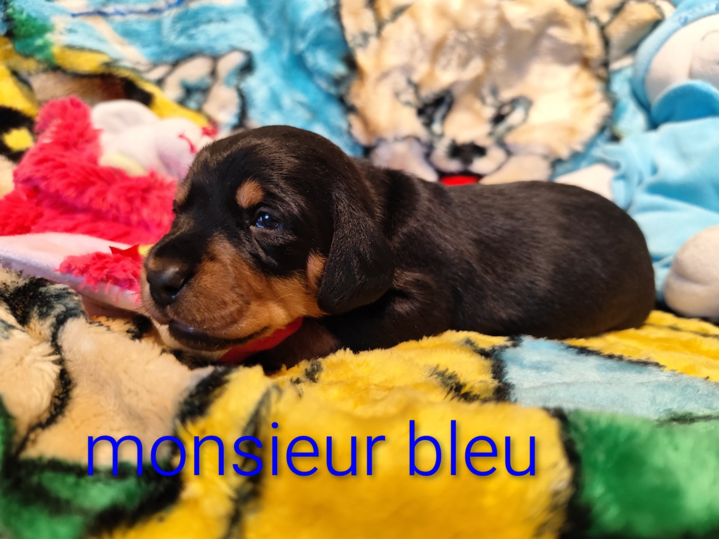 Des Croquignolets - Chiots disponibles - Teckel poil dur