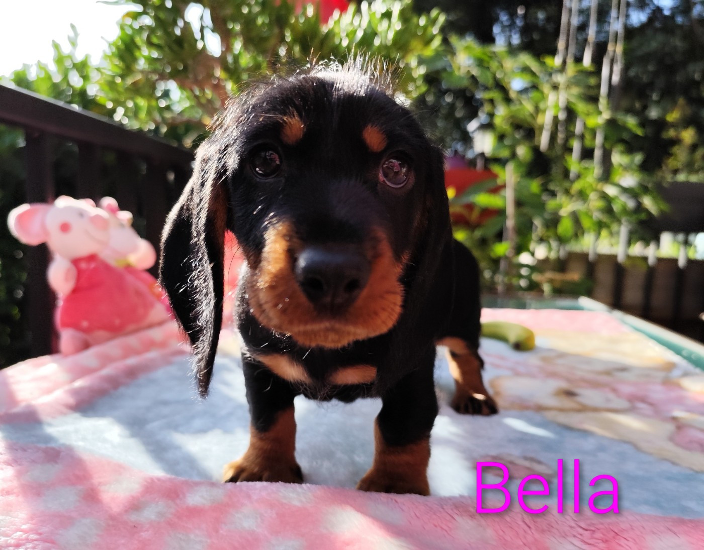 Des Croquignolets - Chiots disponibles - Teckel poil dur