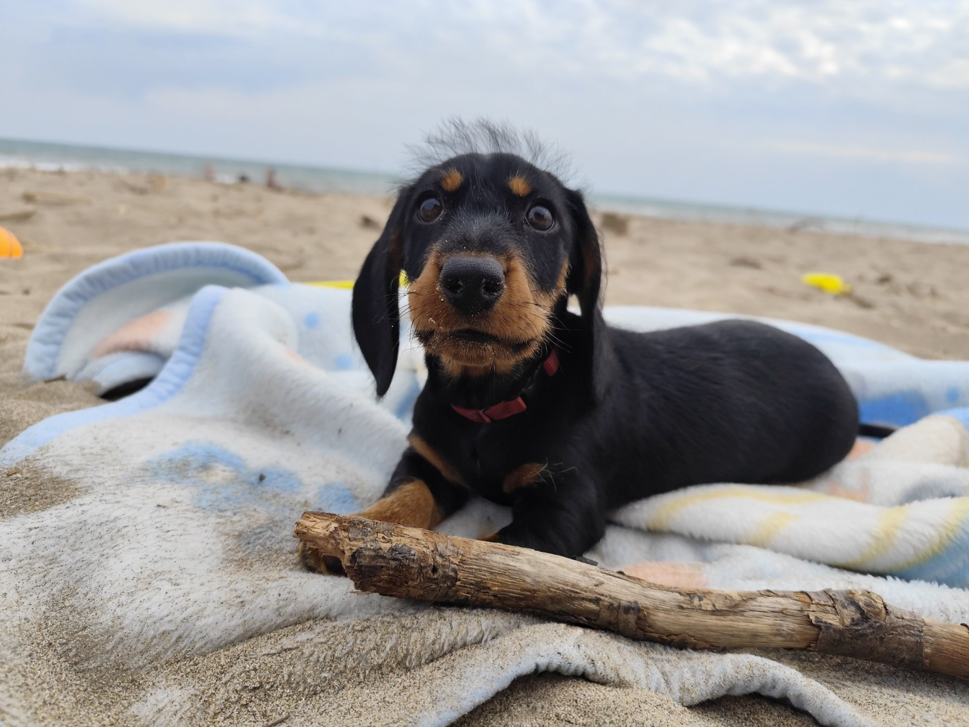 Des Croquignolets - Chiots disponibles - Teckel poil dur