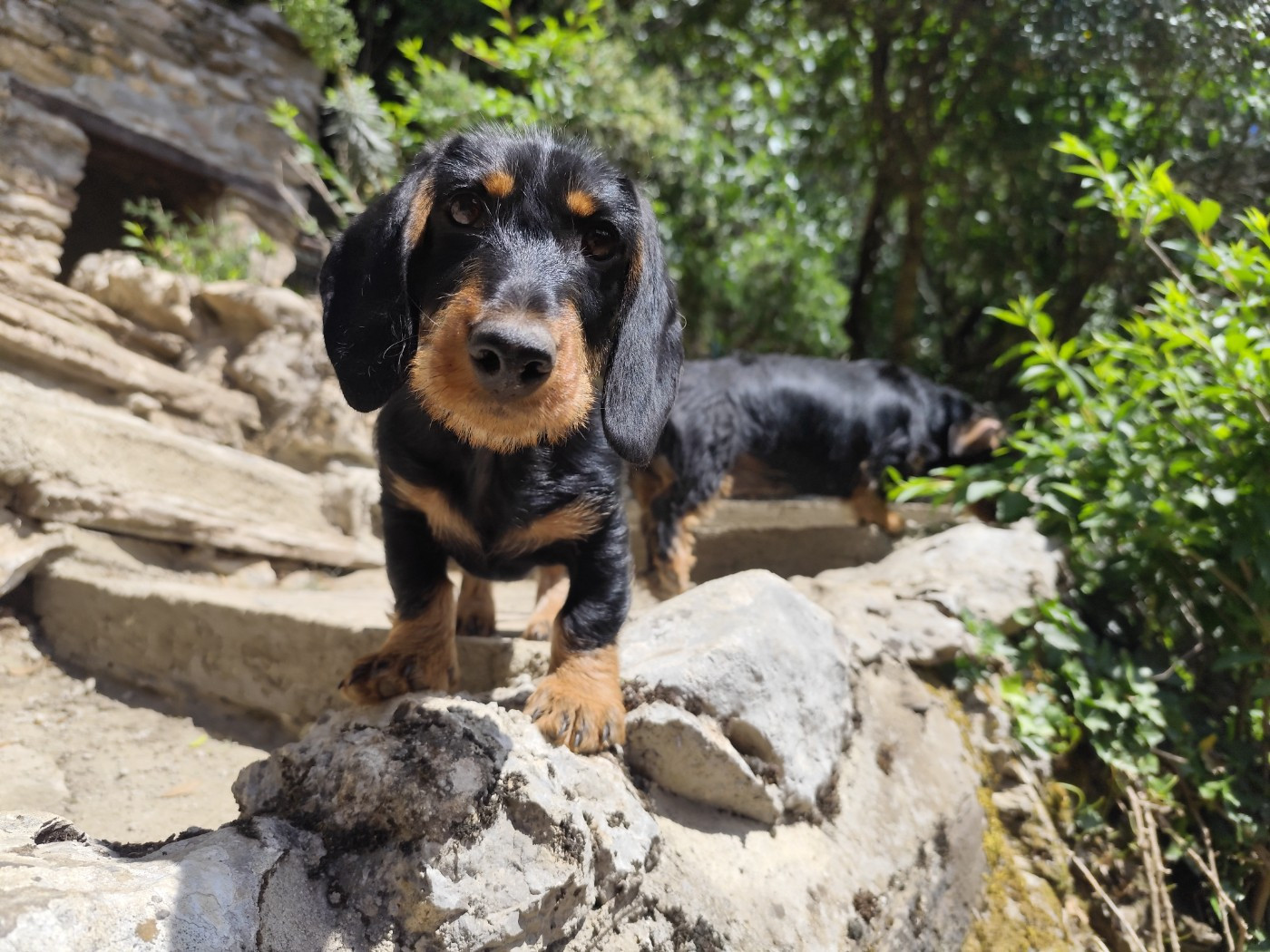 Des Croquignolets - Chiots disponibles - Teckel poil dur