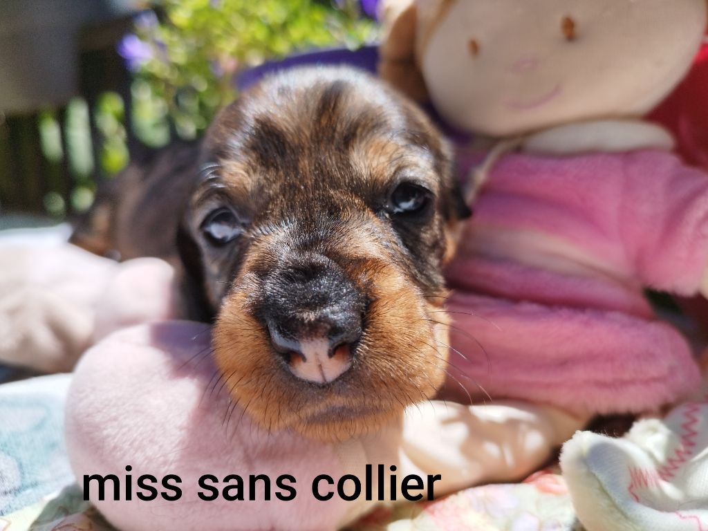 Des Croquignolets - Chiots disponibles - Teckel poil dur