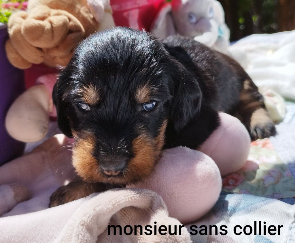 Des Croquignolets - Chiots disponibles - Teckel poil dur