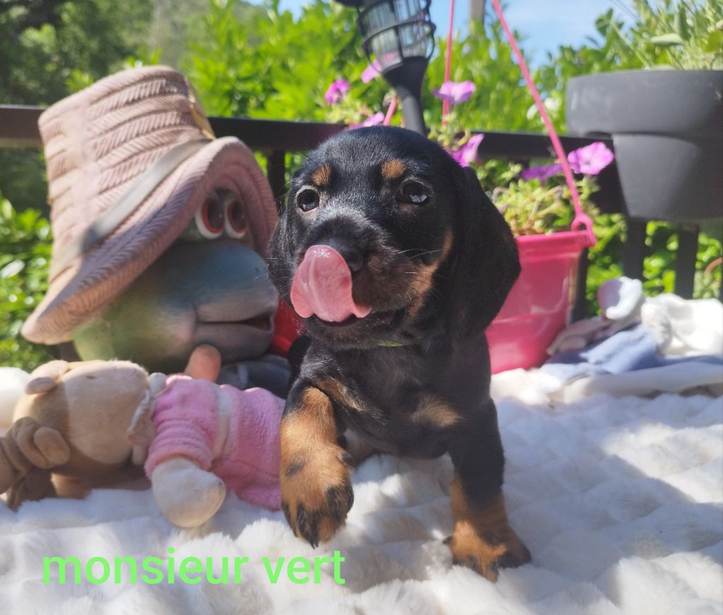 CHIOT 2
