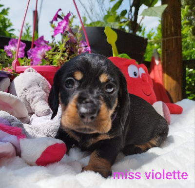 CHIOT 5
