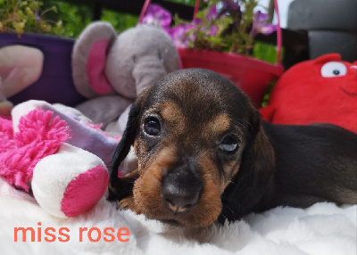 CHIOT 8