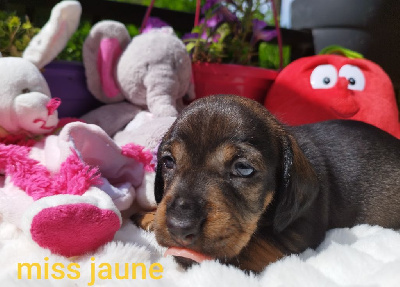 CHIOT 4