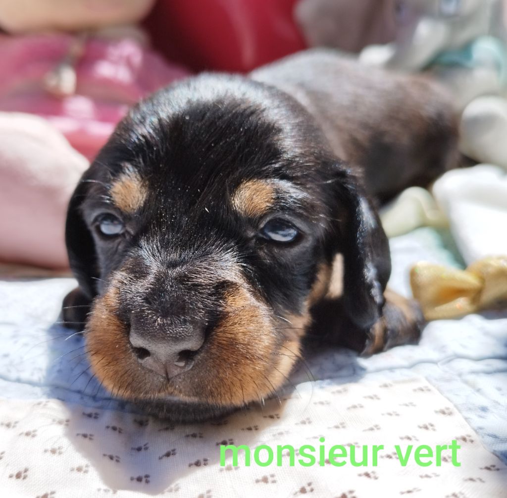 Des Croquignolets - Chiots disponibles - Teckel poil dur