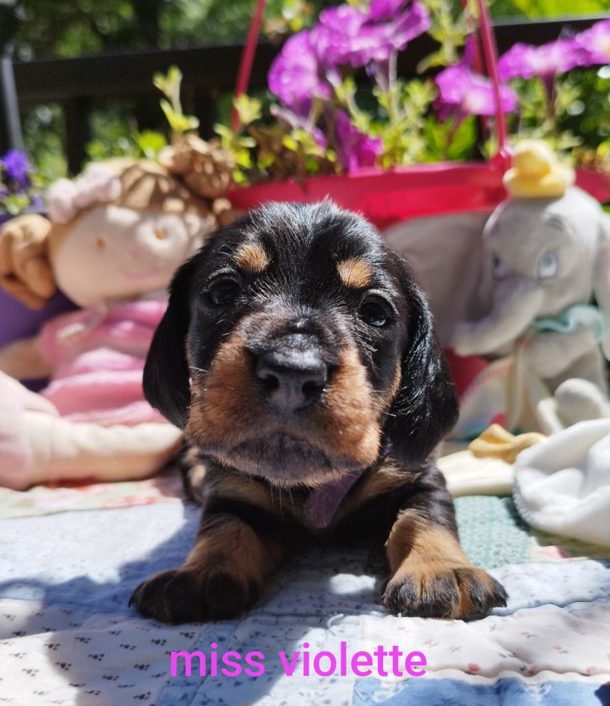 Des Croquignolets - Chiots disponibles - Teckel poil dur