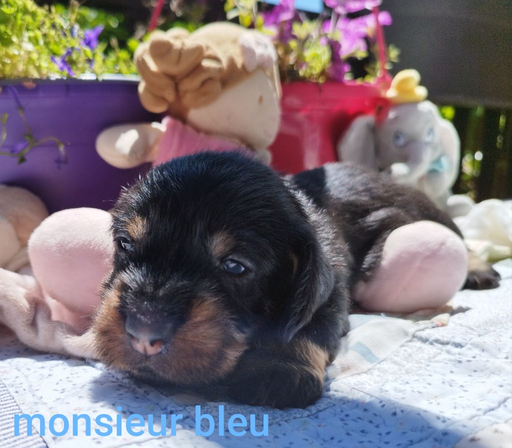 Des Croquignolets - Chiots disponibles - Teckel poil dur